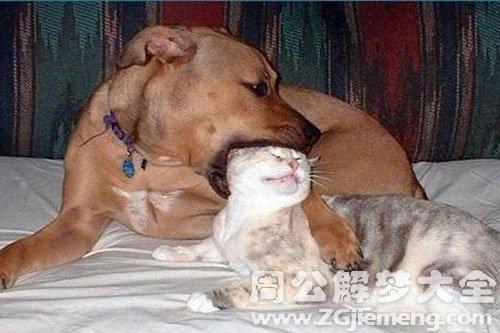 梦见狗吞猫 梦到狗吞了一只猫