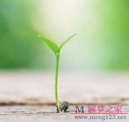 梦见树苗好吗,梦见树苗代表了什么?