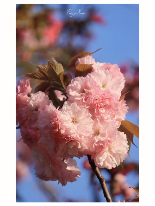各种花的花语:日本晚樱的花语