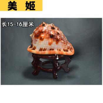 在客厅摆海螺壳对风水好吗