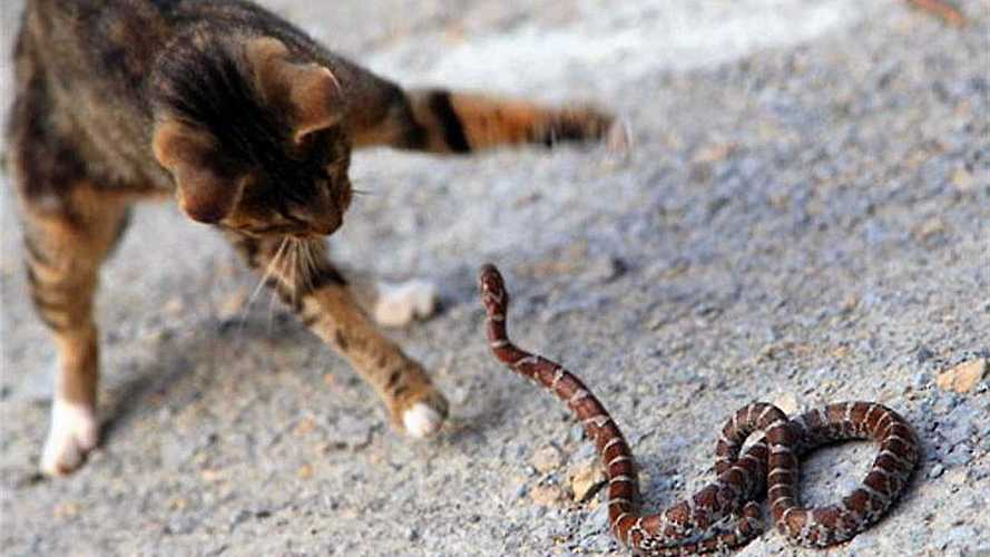 梦到蛇跟猫预示着什么