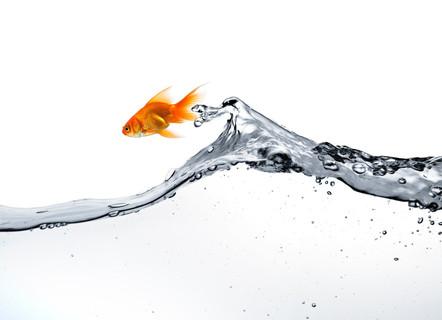 梦见鱼在水里跳跃是什么意思