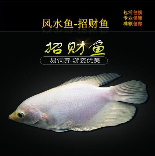 招财风水鱼的种类有哪些