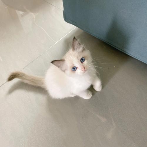 梦见手里拿一支死猫