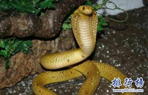 梦见很长很长的蛇