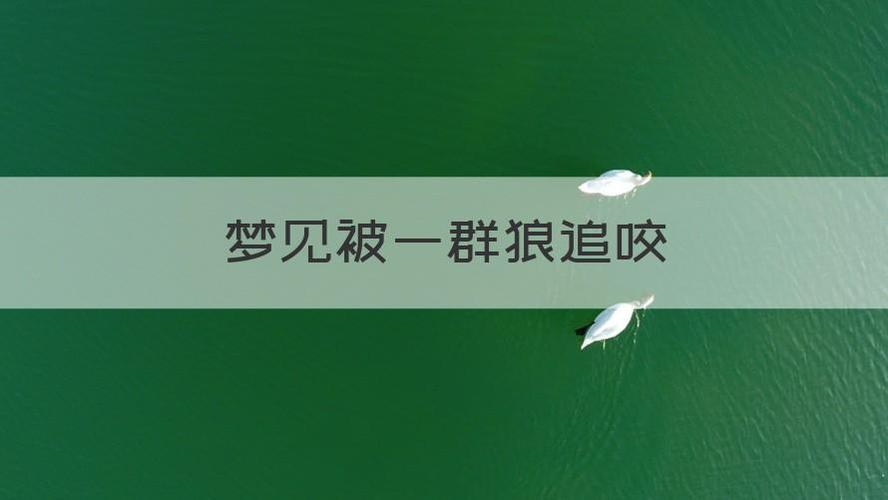 梦见被一群狼咬住