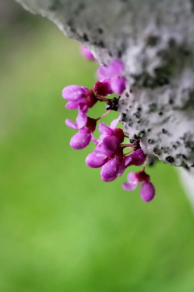 紫荆花爱情花语