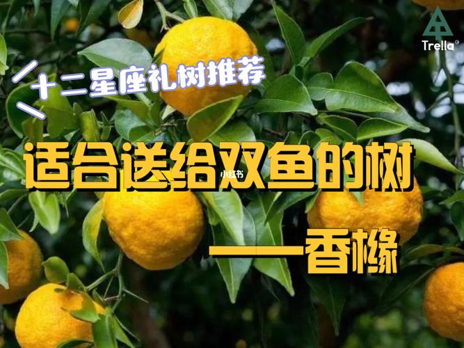 双鱼座最喜欢的水果是什么