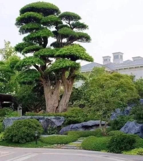 庭院种什么树风水好?庭院种树风水禁忌