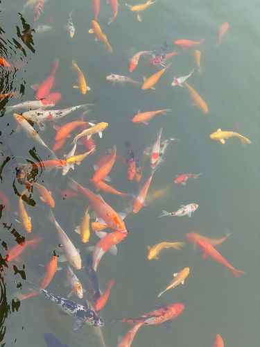 梦见鱼在岸上活蹦乱跳