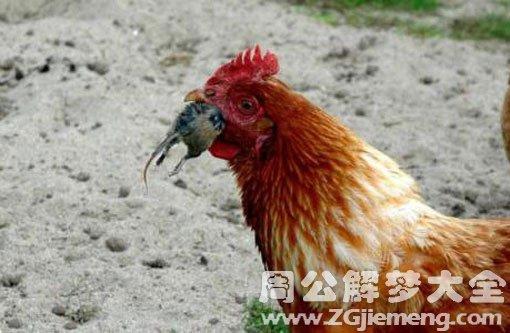 梦见梦见老鼠咬鸡