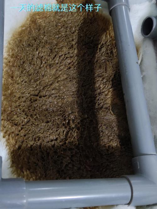 梦见鱼和屎 梦见鱼和屎到处飞