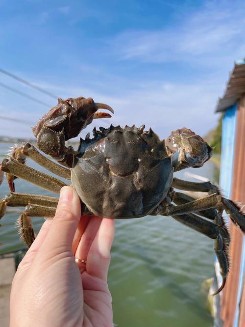 梦见自己吃螃蟹是什么意思