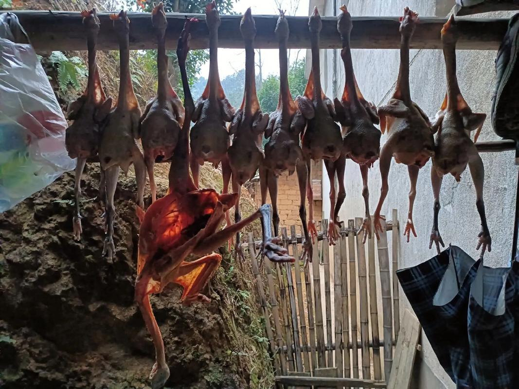 梦见杀鸡拔毛