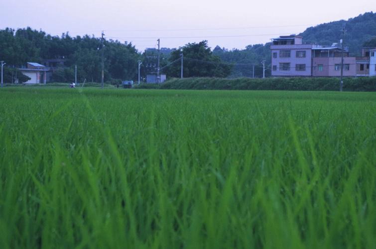 梦见稻田禾苗旺盛什么意思