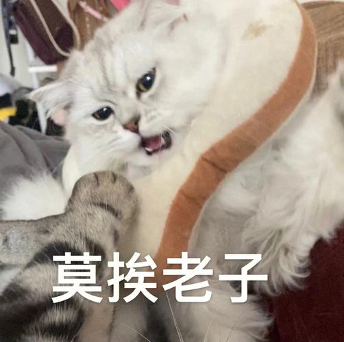 属猪男对女票的哪些方面敢怒不敢言