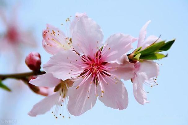 2016年桃花运运旺的生肖