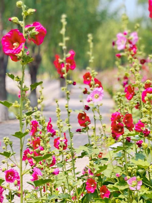 花语传说:蜀葵的花语以及传说