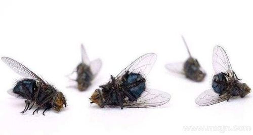 梦见苍蝇 梦见苍蝇很多,但是都弄死了