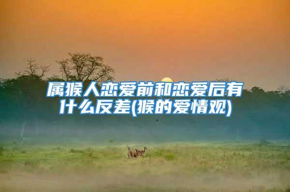属猴关于恋爱的事