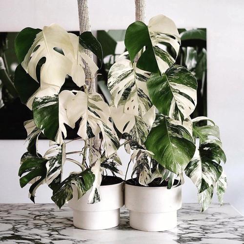 细长叶片的植物能不能摆放在家中