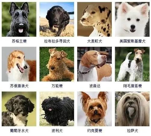 所有宠物狗品种名字名称大全