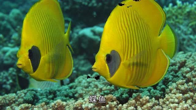 双鱼座最喜欢养什么鱼