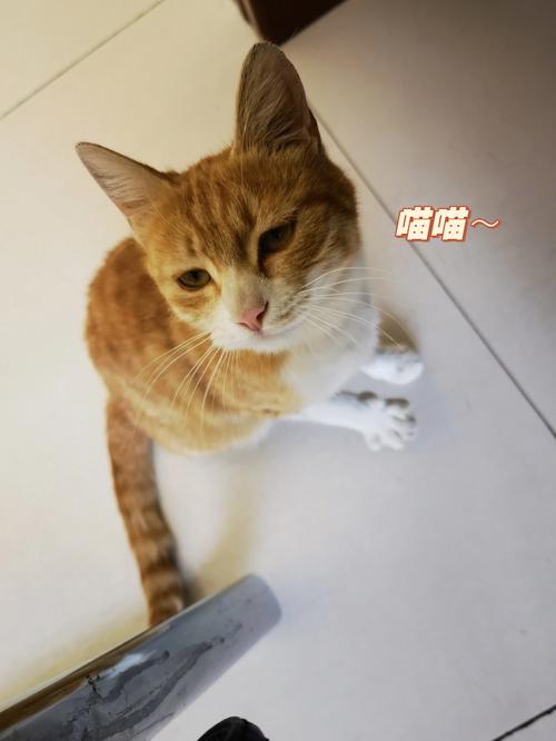 梦见自己驱赶猫但是赶不走