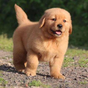 金毛犬名字大全好叫唤
