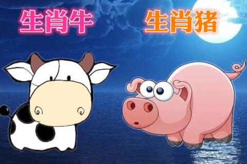 2021年属牛人和属猪的怀孕生子好吗