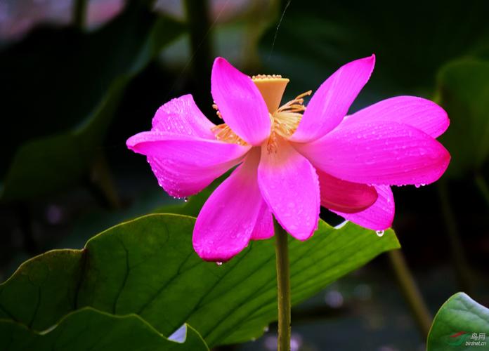 梦见粉色莲花