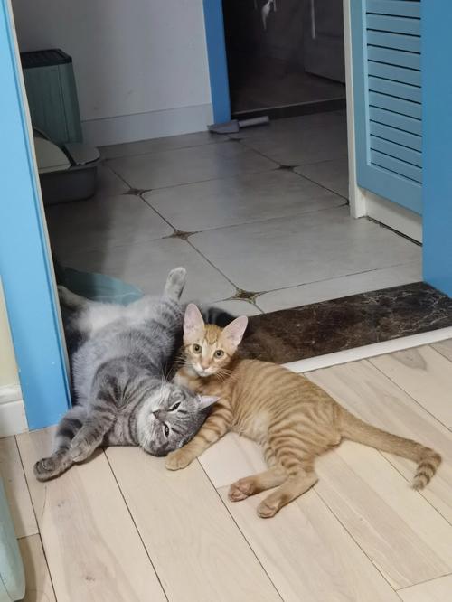 梦见两只猫互相撕咬是什么意思