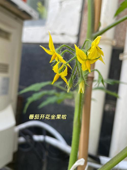孕妇梦见一片松树林有啥寓意