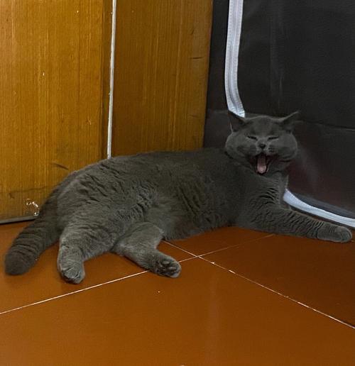 梦见赶猫