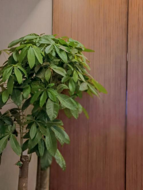 梦见发财树长出好多新芽