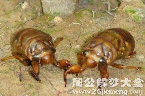 梦见抓金蝉