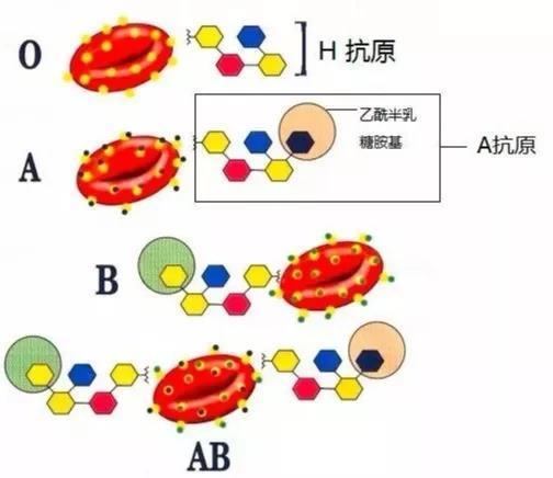 婚姻保卫战,B型血彪悍保卫秘诀