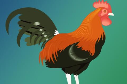 梦到大公鸡梦到彩色大公鸡