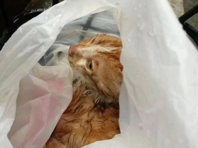 梦见捡到猫猫死了