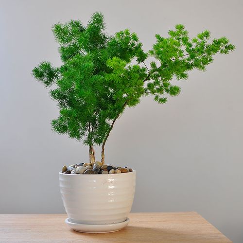 属猴的人种什么植物旺财
