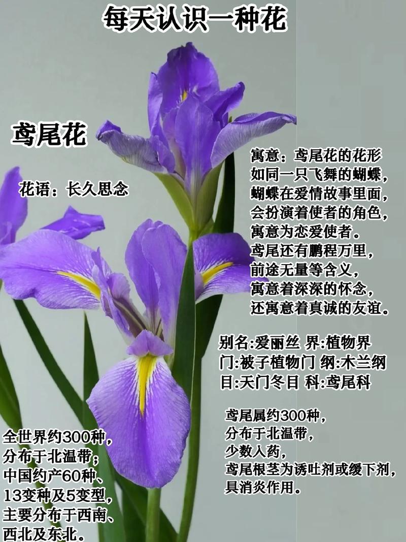 鸢尾花花语很浪漫,不同颜色花语不同