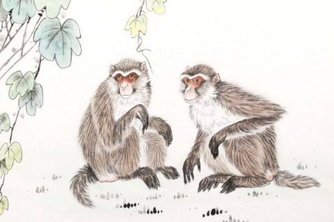 属猴的人和属猴的人配对