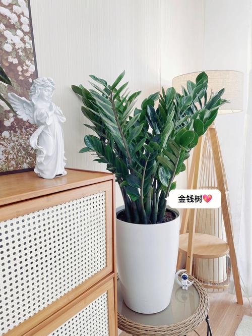客厅摆什么植物旺家