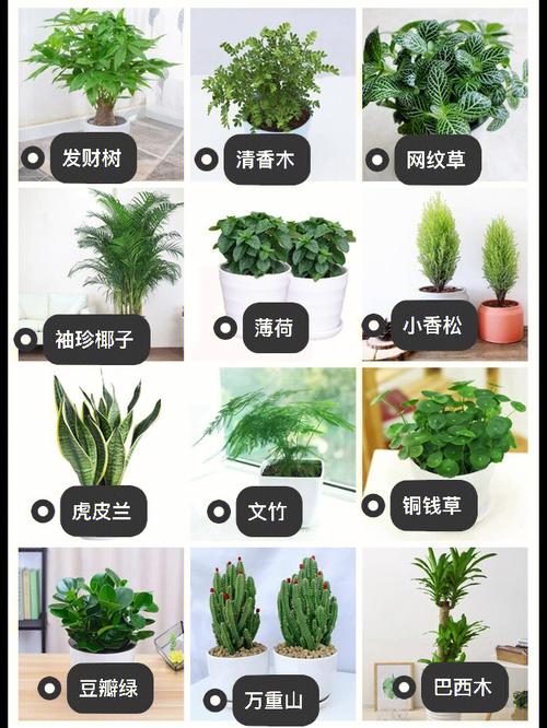 办公室摆放植物有什么作用?植物不可以摆放在什么位置?