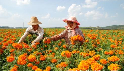 梦见采摘花朵怎么回事