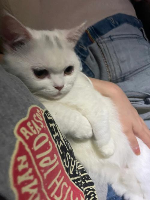 梦见猫让我抱