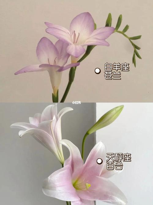 12星座女最配什么花