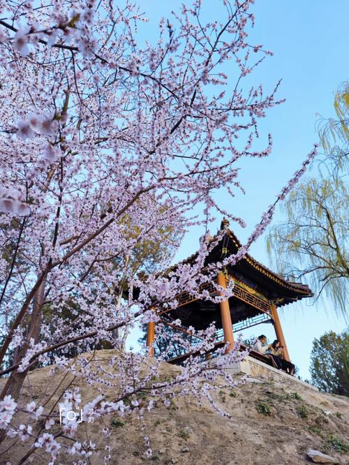 最新桃花|今年最后一次桃花将会花落谁家