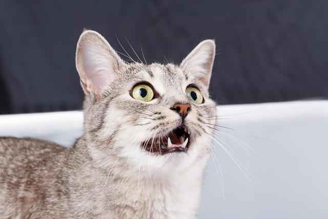 梦见很凶的猫说话了