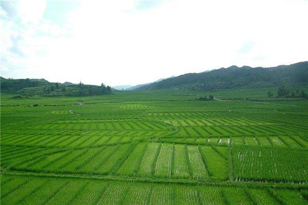 梦见田地解梦大全